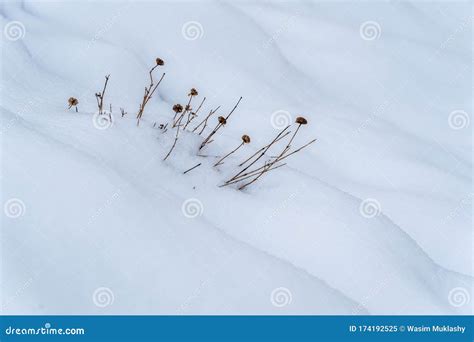 3 Plantas Congeladas De Bosques Del Lago Tahoe Imagen De Archivo