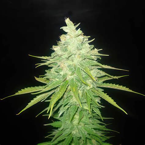 Afghan Kush X Black Domina Feminized Seeds Greybeard Seeds