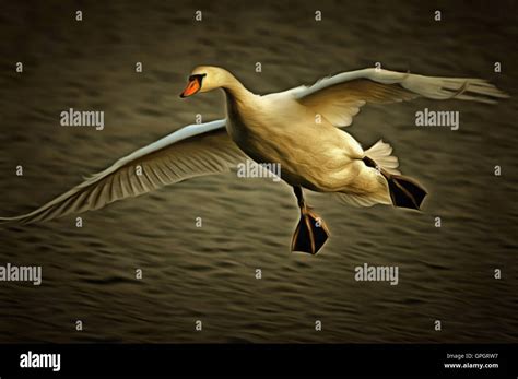 Flying Swan Hi Res Stock Photography And Images Alamy