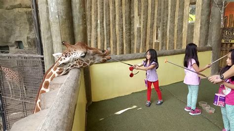 Avilon Zoo Giraffe Feeding By Sembrano Twins And Cousin Jr Youtube