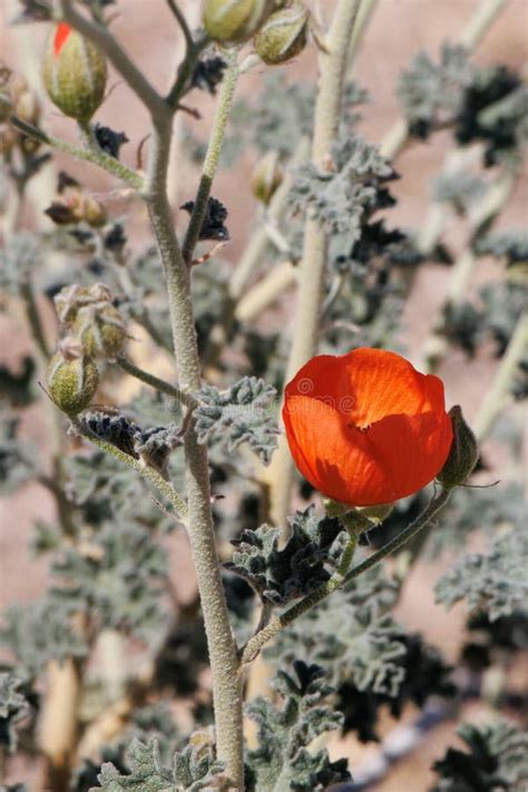 Sphaeralcea Ambigua Bloom Pinto Basin Desert 032422 Stock Photo