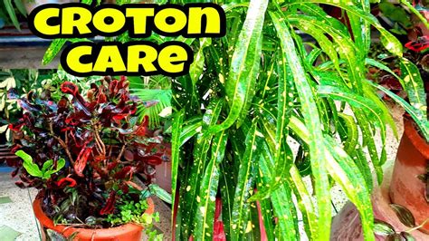 Croton Care Sumbul Sgarden Youtube