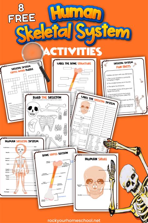 Human Skeletal System Activities 5 Cool Ways Free Printables