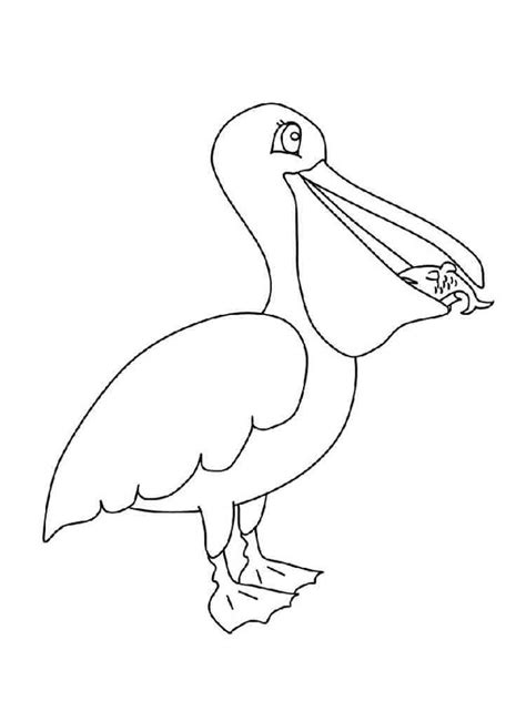 Pelican Coloring Pages