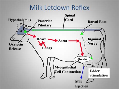 Milk Let Down Reflex