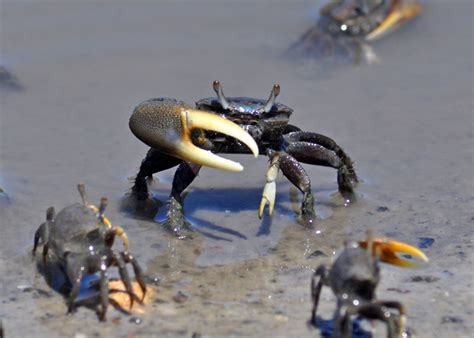 Fiddler Crab – "OCEAN TREASURES" Memorial Library