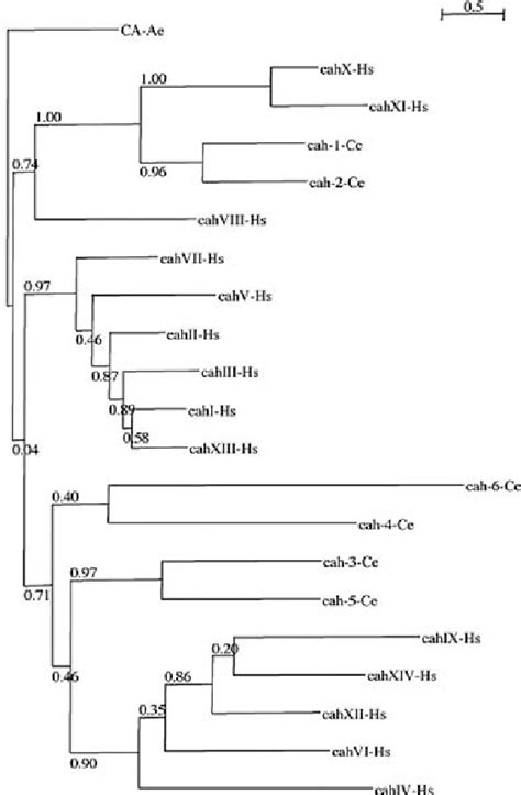 Phylogenetic Relationships Of Homo Sapiens Hs And Putative C Elegans