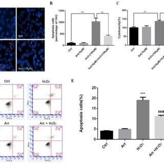 Protective Effect Of Artemisinin On H2O2 Induced D407 Cells Apoptosis