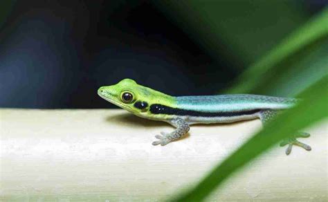 Day Gecko Care Guide - Reptile Cymru