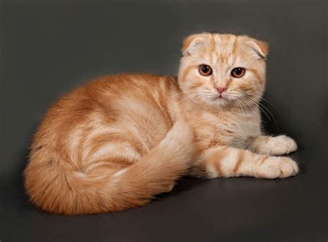 Orange Scottish Fold Facts Origin And History With Pictures