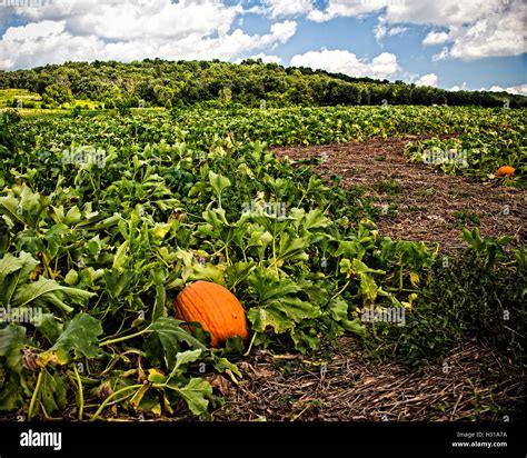 Pumpkins in the Field Stock Photo - Alamy