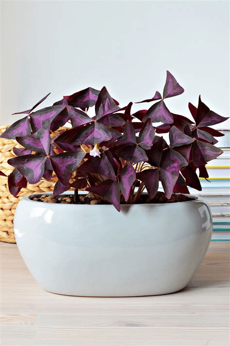 Purple House Plants For A Pop Of Color