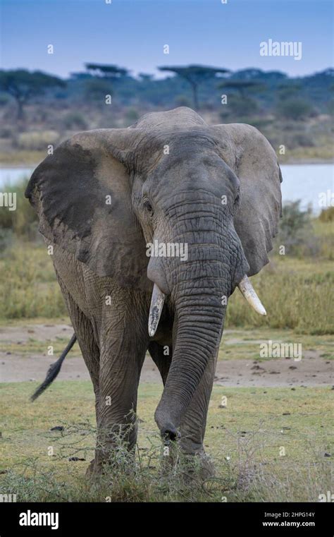 African Elephant Loxodonta Africana Bull Walking On Savanna Looking At Camera Lake Masek