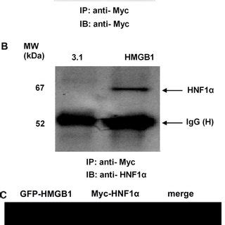 Mapping The Binding Site Of Hnf And Hmgb A Schematic