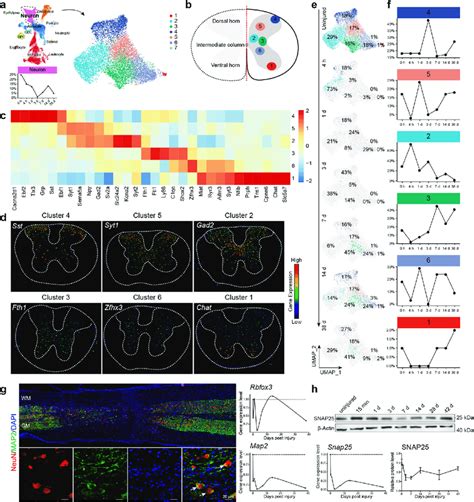 Dynamic Changes In Spinal Cord Neuronal Populations Post Sci A Umap