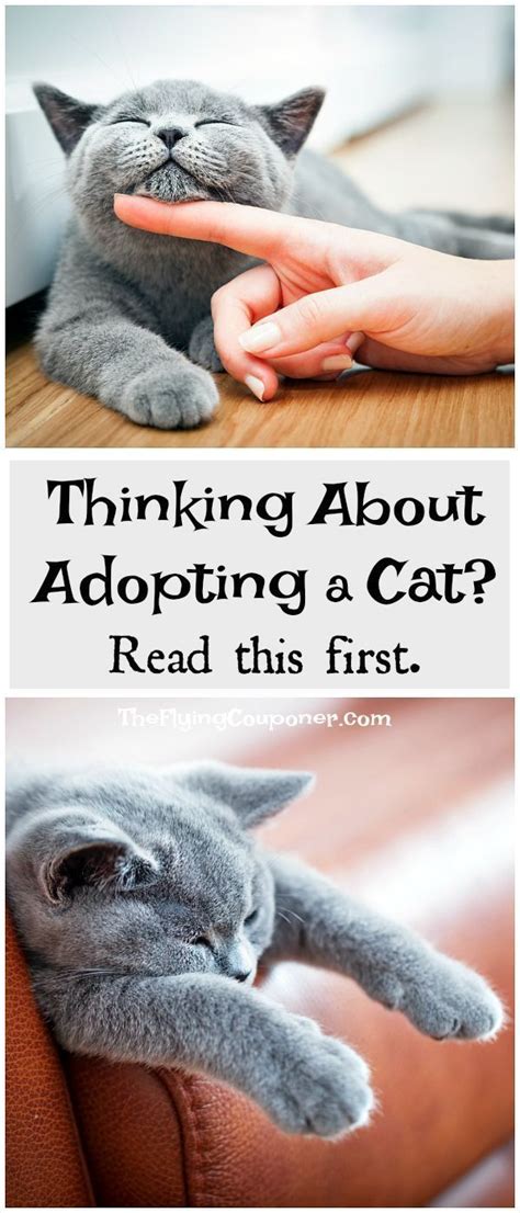 Adopting A Cat Artofit