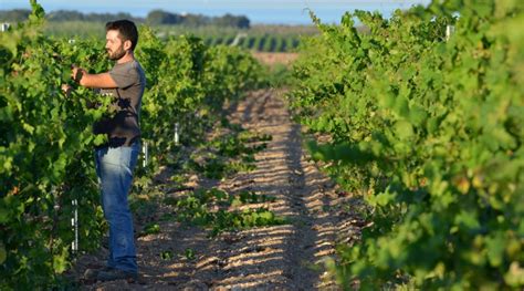 Vendemmia per Confagricoltura calano i volumi ma sulla qualità vince