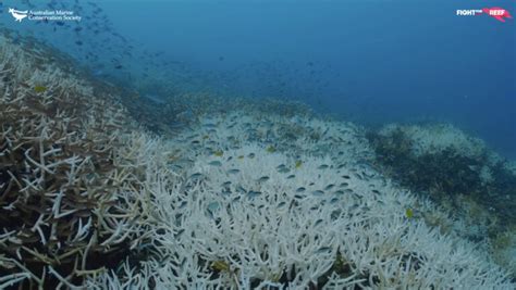 Great Barrier Reef Suffering Record Coral Bleaching With Damage 59 Feet Below the Surface - EcoWatch