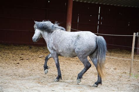 Gratis bilder på hästar Hästar