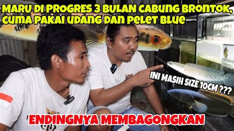 Progres Maru Pakai Pelet Blue Cabung Jadi Full Youtube