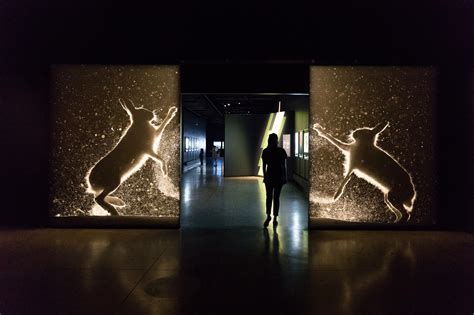 Wildlife Photographer of the Year exhibition | Things to do in Los Angeles