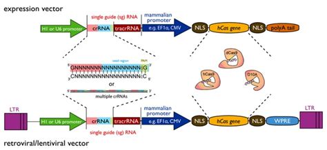 Crispr Cas9 Cloning