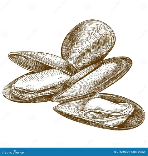 Mussel Clam Isolated On White Background Vector Illustration