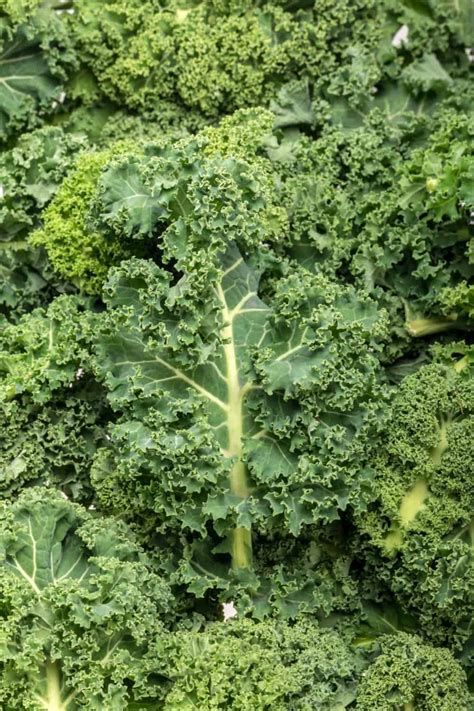 Best Kale Companion Plants And To Avoid Fluxing Well