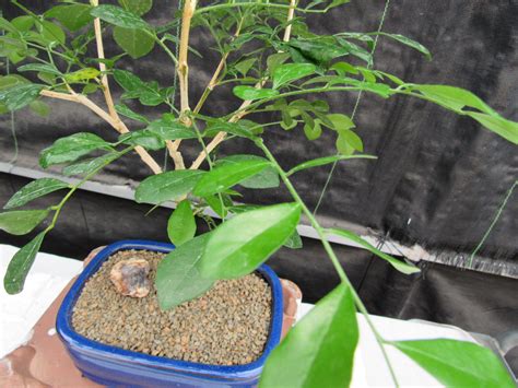 Flowering Orange Jasmine Bonsai Tree