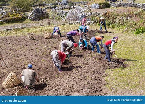 Fazendeiros Dos Povos Que Trabalham Na Colheita Do Campo Foto De Stock