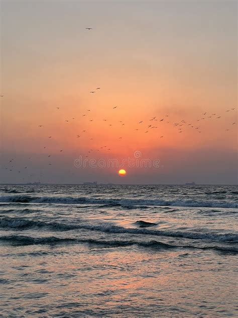 Birds Flying Through Sunset On The Horizon Stock Photo Image Of