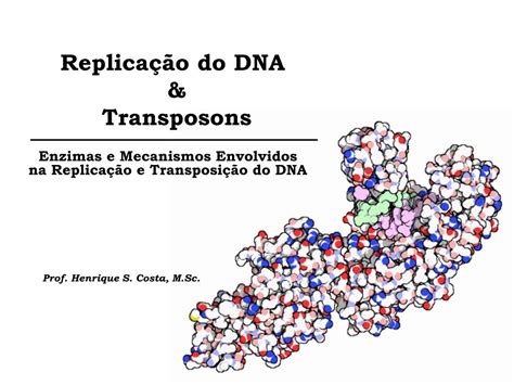 Ppt Replica O Do Dna Transposons Powerpoint Presentation Id