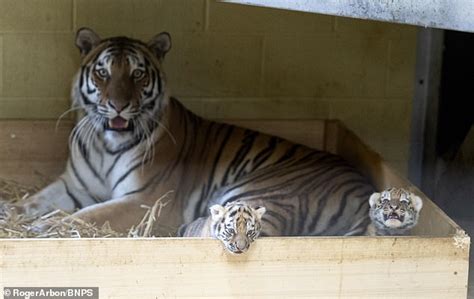 Siberian Tigers Born At Longleat Safari Park In Wiltshire Bring Hope