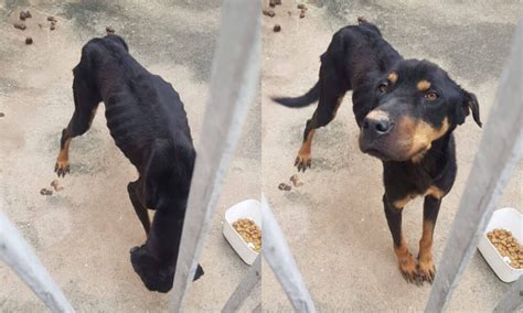 Cachorro desnutrido é resgatado de casa sem água e sem comida em Jundiaí