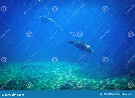 Seal Swimming Underwater in a Natural Aquarium Stock Photo - Image of ...