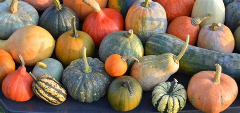 The 5 Benefits Of Winter Squash
