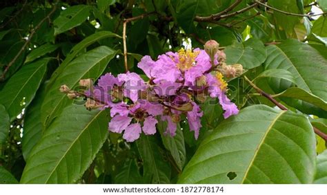 Flowers Bungur Tree Lagerstroemia Indica Background Stock Photo ...