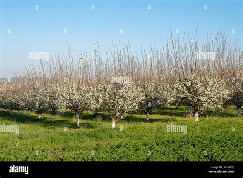 Line Of Plum Trees In Beautiful Orchard Stock Photo Alamy