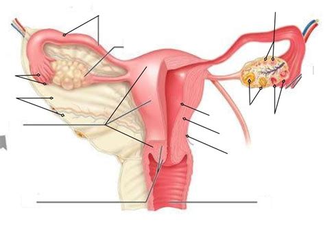 Female Reproductive System Diagram Quizlet