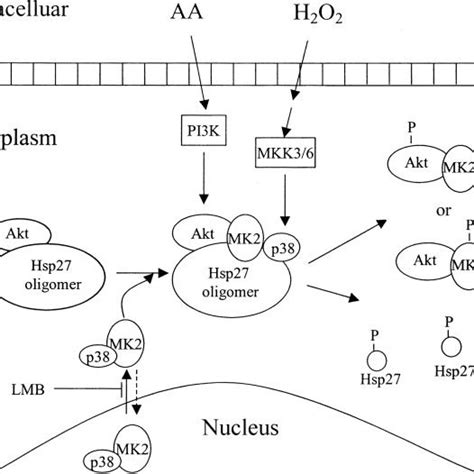 Mk2 Regulation Of The Interaction Between P38 And Hsp27 In Mef Cells A Download Scientific