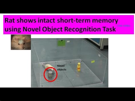 Rat Shows Intact Short Term Recognition Memory Using Novel Object