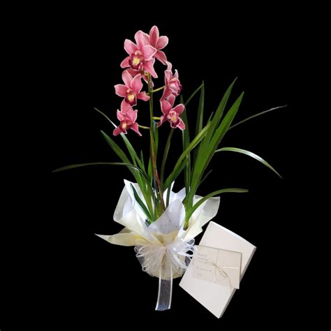 Bono Celebración con Planta Cymbidium de Color Sco Tienda Sociedad