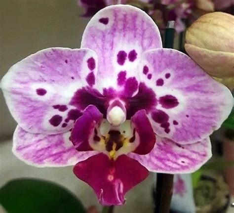 Mudas Lindas Orqu Deas Phalaenopsis Na Promo O Parcelamento Sem Juros