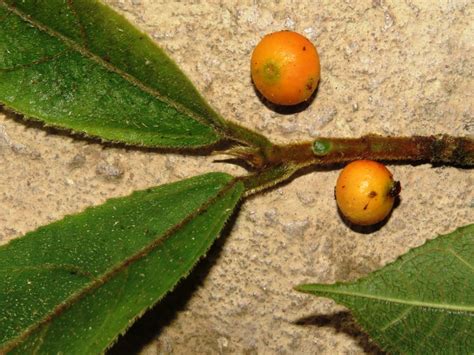 Ficus Setiflora Long Pasia Sabah The Figs Of Borneo