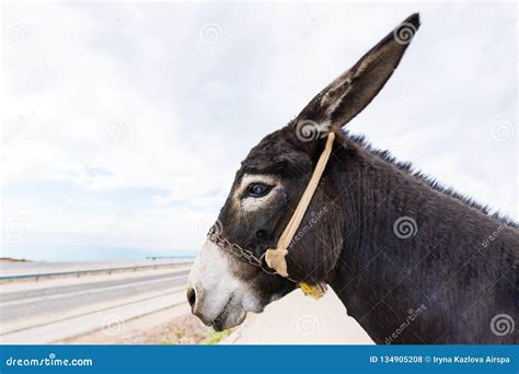 Donkey Snout Stock Images Download 394 Royalty Free Photos