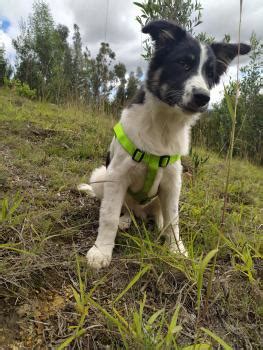 Courbe De Croissance Du Chiot Aegon Collie Border Collie M Le