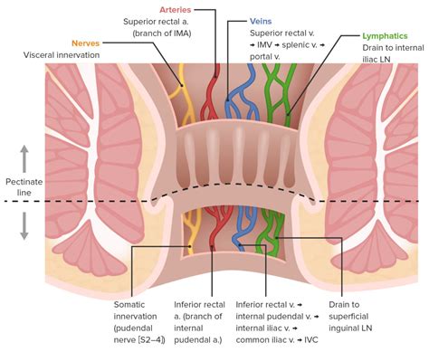 P O Aviaci N Bandera Anatomia Del Canal Anal Entretener Rizo Vestirse