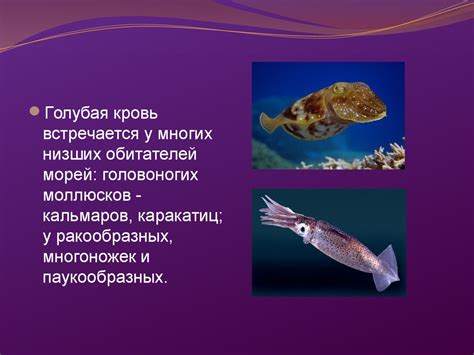 Голубая кровь миф или реальность - online presentation