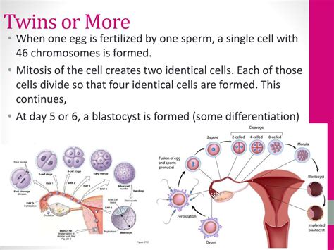 Female Reproductive System Ppt Download