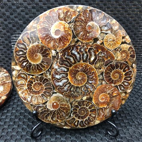 Natural Ammonite Fossil Quartz Crystal Disc Specimen Reiki Etsy